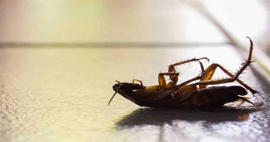 Τέλος οι κατσαρίδες από το σπίτι –  Με μόνο δύο απλά υλικά θα εξαφανιστούν για πάντα