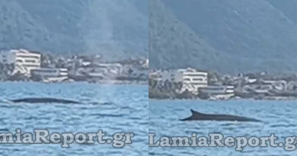 Φάλαινα – φυσητήρας έκανε βόλτες στα Καμένα Βούρλα λίγα μέτρα από την ακτή (video)