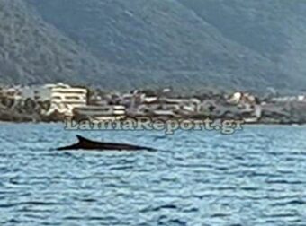 Φάλαινα πιάστηκε στα πράσα να κάνει βόλτες ανοιχτά των Καμένων Βούρλων