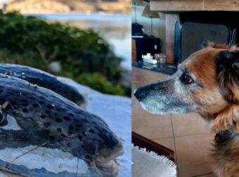 Τραγικό: Σκύλος έφαγε λαγοκέφαλο που έχει ξεβραστεί σε παραλία και πέθανε (video)