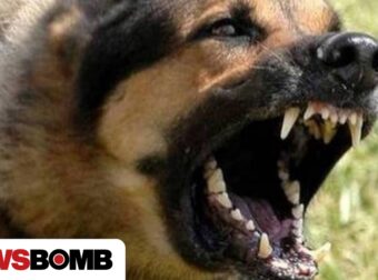 Βριλήσσια: Άγρια επίθεση σκύλου σε 66χρονο – Τον τραυμάτισε σοβαρά, νεκρό το σκυλί του