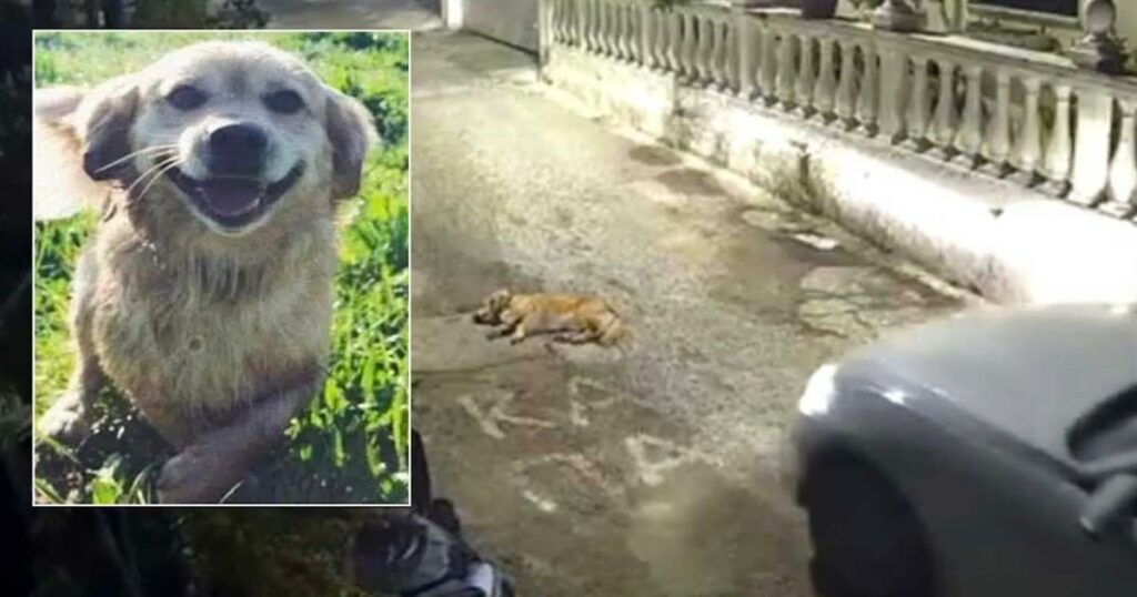 Στον εισαγγελέα η γυναίκα οδηγός που πάτησε σκύλο με ΙΧ στην Κέρκυρα – Αντιμέτωπη με κάθειρξη έως 10 έτη και πρόστιμο
