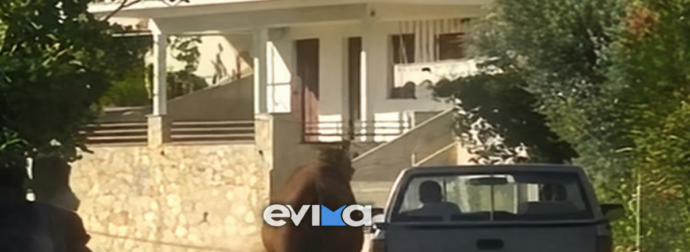 Σοκ στην Εύβοια: Τραυματισμένο άλογο δεμένο από το πόδι σε καρότσα αγροτικού – Το βίντεο που προκάλεσε οργή