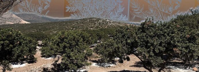 Το Newsbomb στα Μαστιχοχώρια της Χίου: Εκεί όπου ο σχίνος γίνεται «χρυσάφι»
